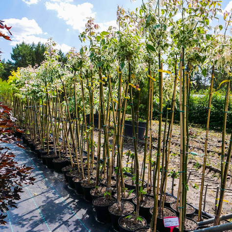 Klon jesionolistny Flamingo szczepiony na pniu