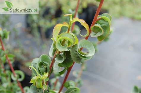 Wierzba babilońska Crispa (C2)