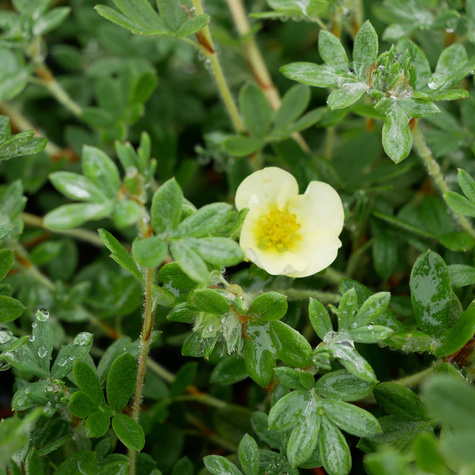 Pięciornik krzewiasty 'Primrose Beauty' (C1.7)