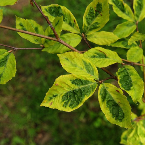 Buk pospolity Bicolor Sartini
