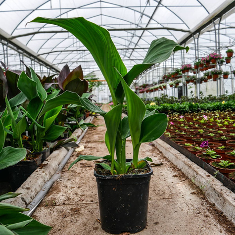 Kanna Canna Kanna żółta Paciorecznik SADZONKA C2