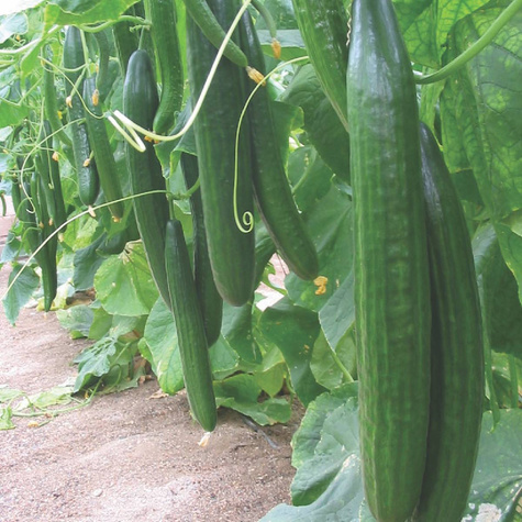 BIO Ogórek Marketmore 2g