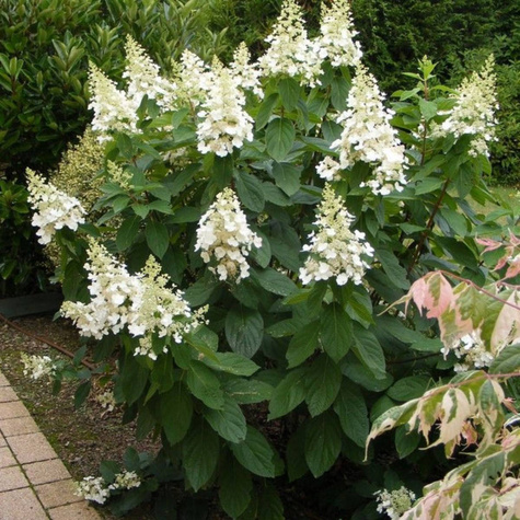 Hortensja bukietowa Tardiva (C2)