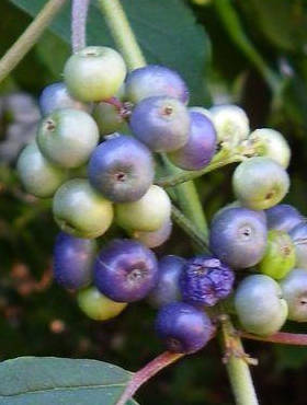 Dereń błękitny Blue Cloud (P9)