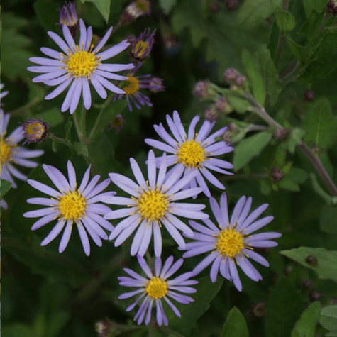 Aster żeniszkowaty Asran (P9)