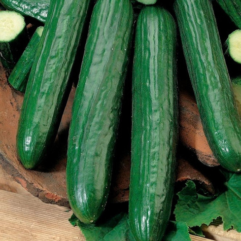 Ogórek pod osłony Orion F1 1g