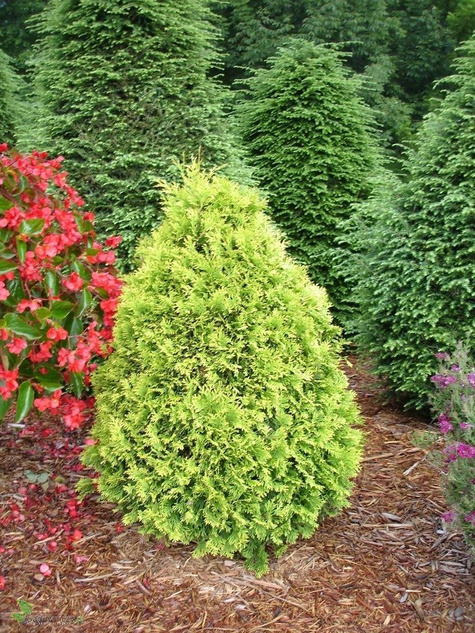 Thuja Tuja Żywotnik zachodni Yellow Ribon (C2)
