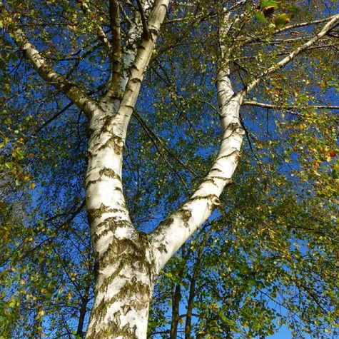 Brzoza brodawkowata (C2)