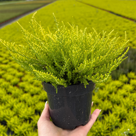 Wrzos pospolity Golden Angie płonacy