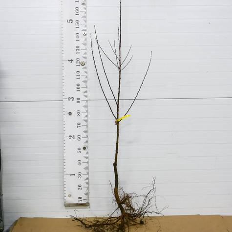 Morela Aramis Shamade Plant Pack