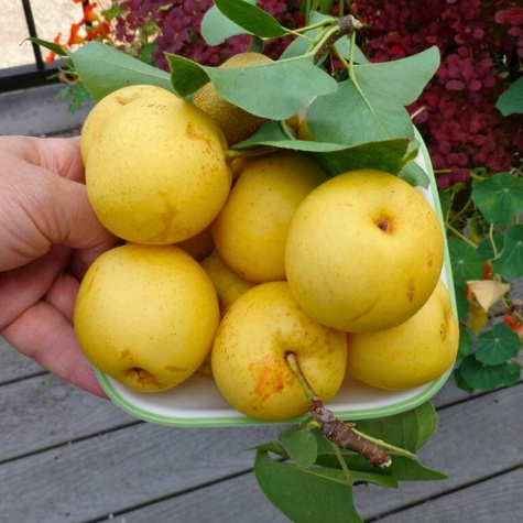 Grusza azjatycka Nijisseiki New Century najsłodsza Plant Pack