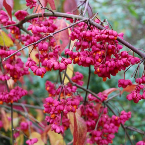 Trzmielina pospolita Red Cascade (C2)