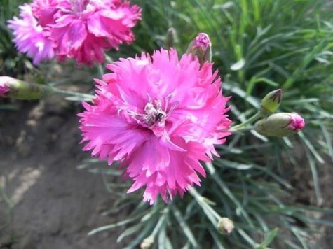 Goździk pierzasty Double Rose (C2)