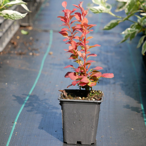 Berberys thunberga Orange Rocket (P9)