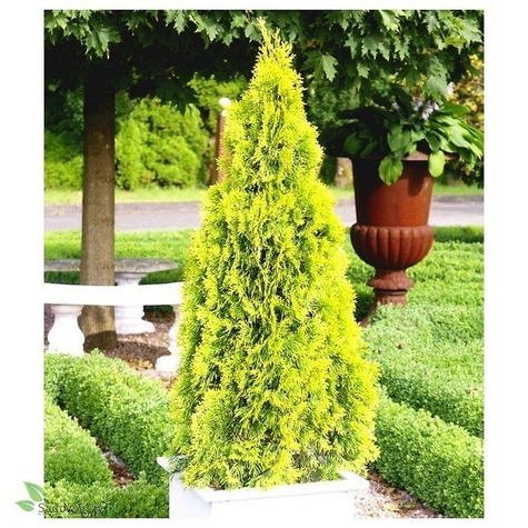 Tuja Thuja plicata Gold ZŁOTA