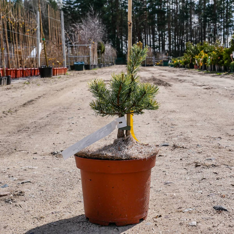 Sosna drobnokwiatowa Fukai Dwubarwna Rzadkość