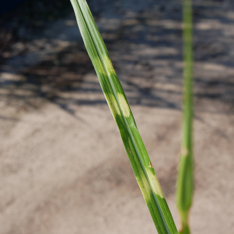 Miscanthus sinenesis Miskant chiński 'Giraffe'