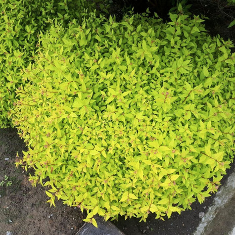 Tawuła japońska Golden Elf (P9)