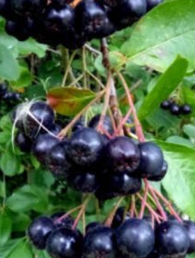 Aronia czarnoowocowa Revontuli Mound w doniczce