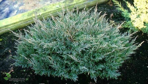 Jałowiec płożący Andora Compact (P9)