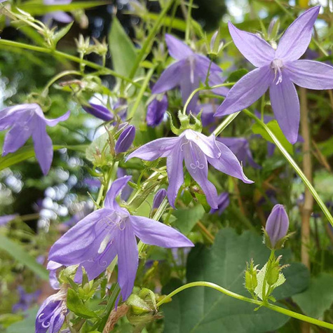 Dzwonek Poszarskiego Blauranke (C2)