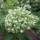 Hortensja krzewiasta Strong Annabelle (P9)