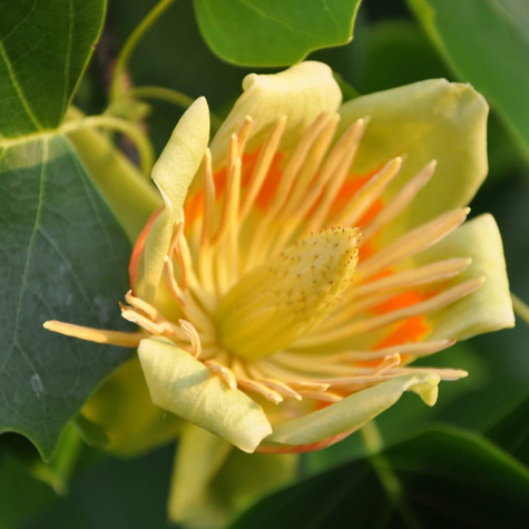 Tulipanowiec amerykański (C5)