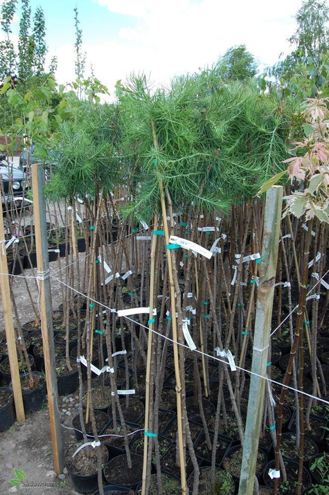 Modrzew europejski Pendula C2