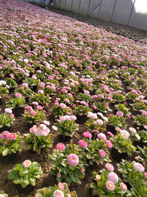 Zestaw Stokrotek 6 różowej + 6 czerwonej Stokrotka Stokrotki