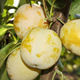Śliwa Duża Żółta Plant Pack