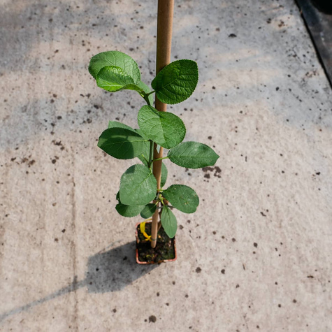 Śliwa President w doniczce (C2)