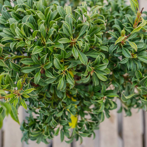 Pieris japoński Minor (C2)