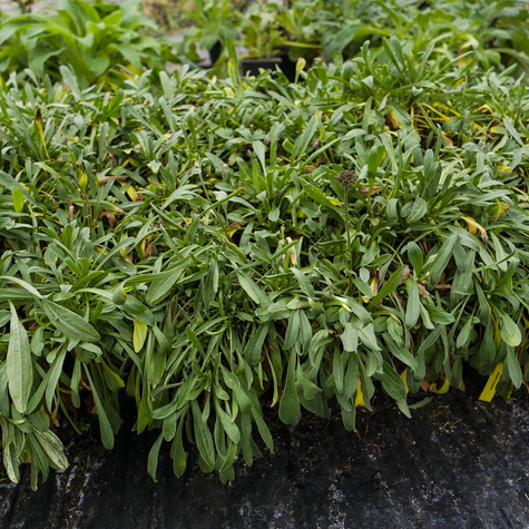 Aster Alpejski Błękitny (C2)