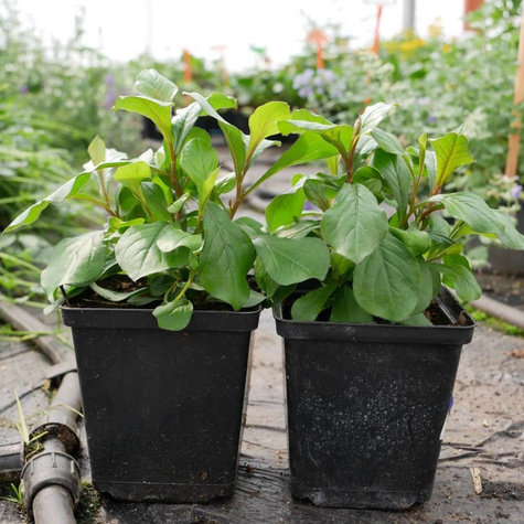 Zawciągowiec zwyczajny (C2)