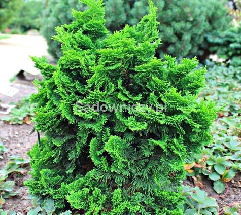 Cyprysik tępołuskowy Nana Gracilis