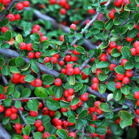 Irga Dielsa