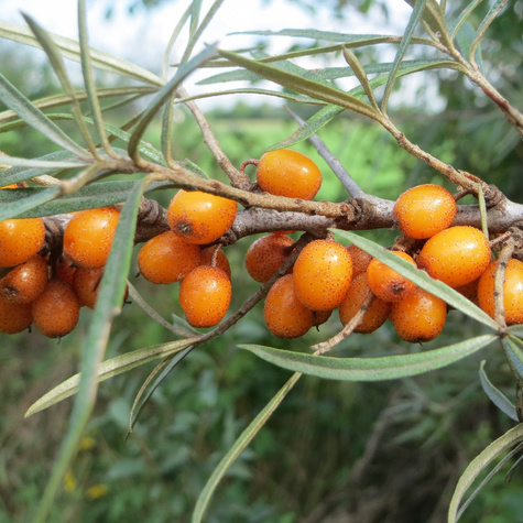 Rokitnik pospolity Złoto Syberii Podarok Sadu żeńska
