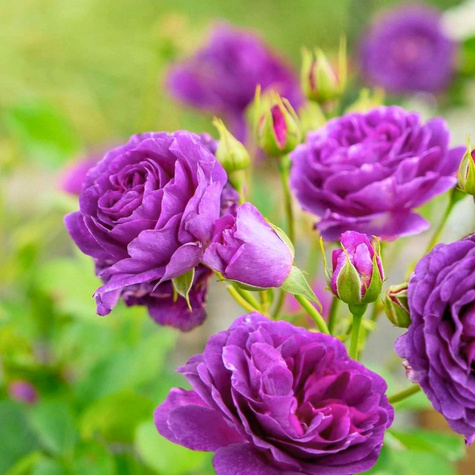 Róża rabatowa Minerva fioletowa