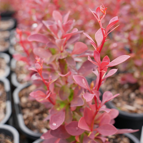 Berberys Thunberga Red Compact (C2)