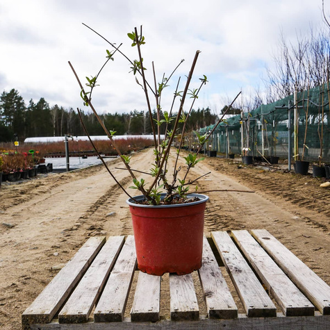 Budleja Dawida Ille de France (C2)