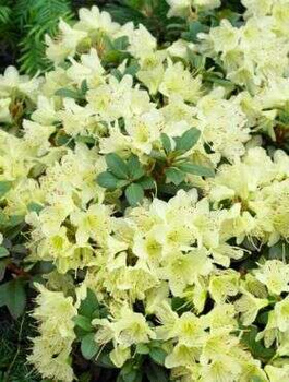 Rododendron Różanecznik drobnokwiatowy Princess Anne (C2)