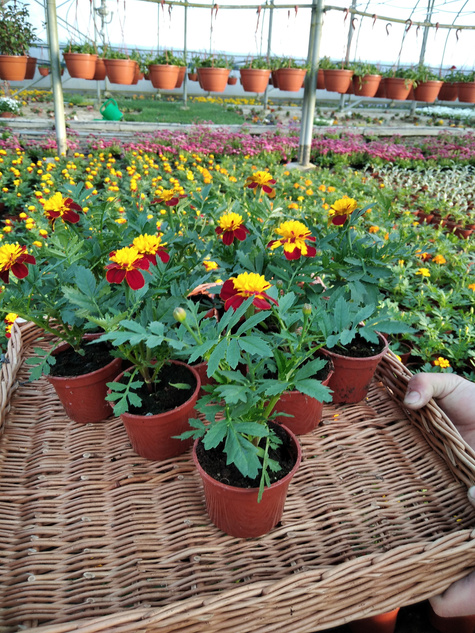 Aksamitka Aksamitki Byczek żółto-brązowa nisk Odstrasza Komary