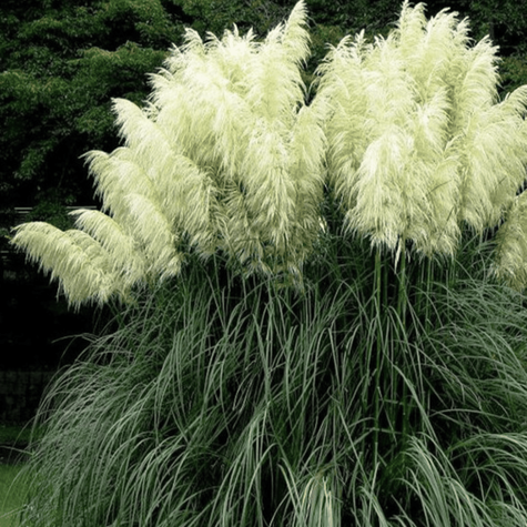 Trawa Pampasowa Witte Pluim Cortaderia