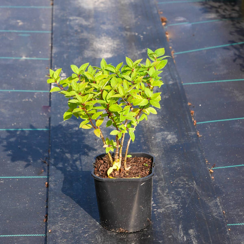 Hortensja bukietowa Living Touch of Pink (C2)