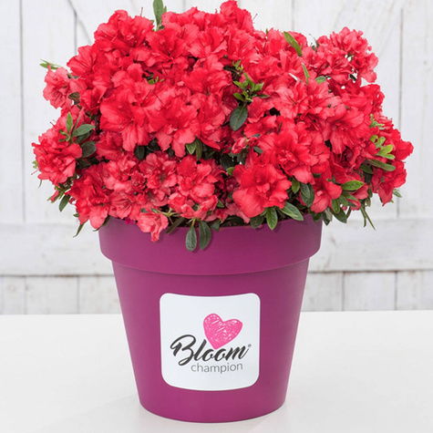 Mini Azalia BloomChampion Czerwona powtarzająca kwitnienie (C2)