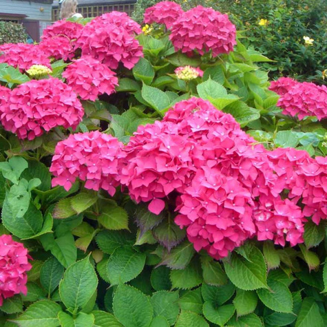 Hortensja ogrodowa Masja (P9)