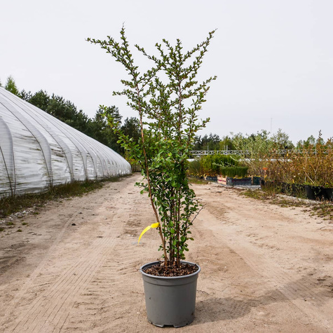 Berberys zwyczajny pospolity