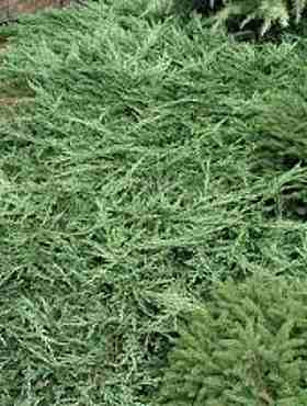 Jałowiec płożący Jade River