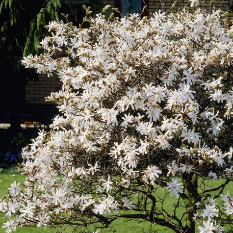 Magnolia gwiaździsta Royal Star (C2)