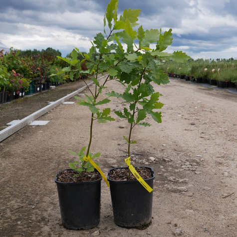 Dąb szypułkowy Symbol dostojeństwa (C2)